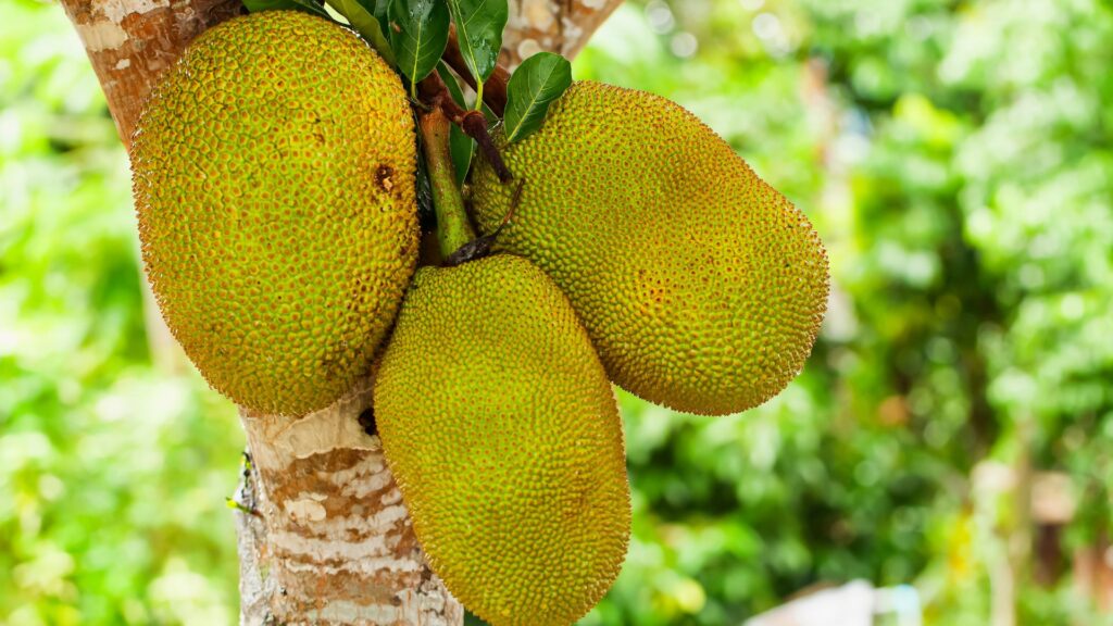 jackfruit