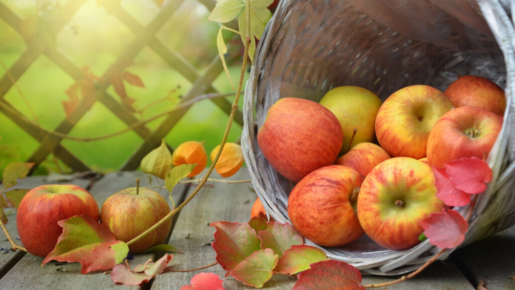 Apples basket