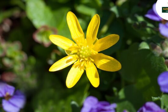 A vibrant yellow celandine flower stands prominently in the center of a lush green field, surrounded by nature's beauty.