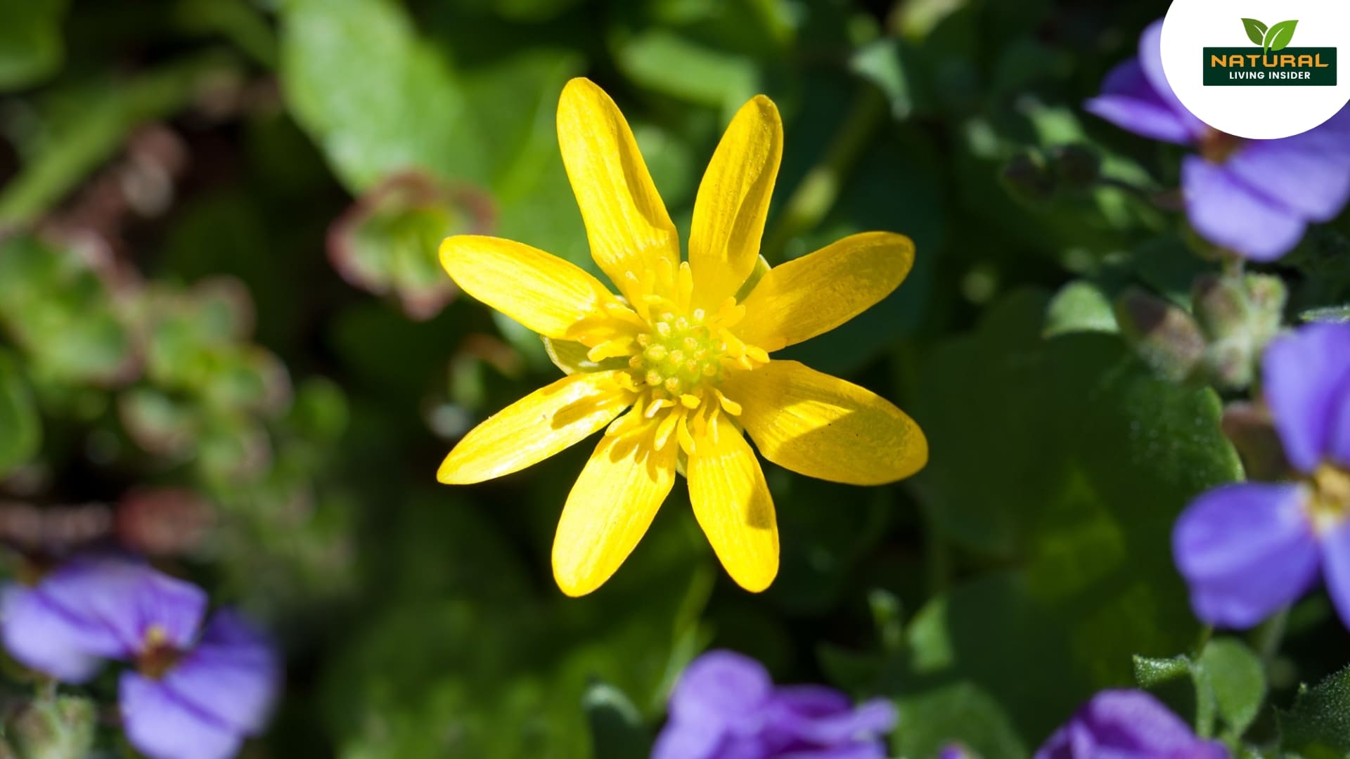 A vibrant yellow celandine flower stands prominently in the center of a lush green field, surrounded by nature's beauty.