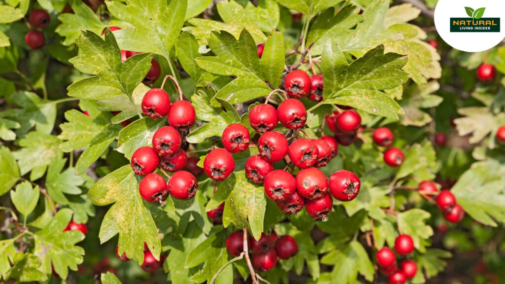 Cowberries clustered on a tree branch surrounded by vibrant green leaves, showcasing a natural and colorful scene.