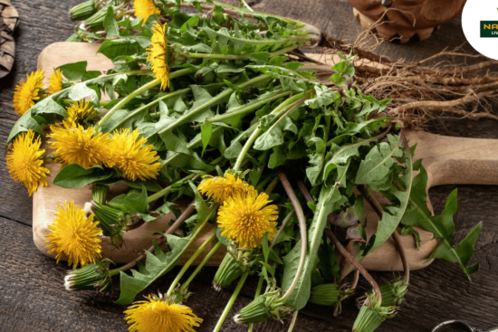 Fresh dandelions being cut on a wooden board, showcasing their culinary and medicinal significance as an ancient herb.