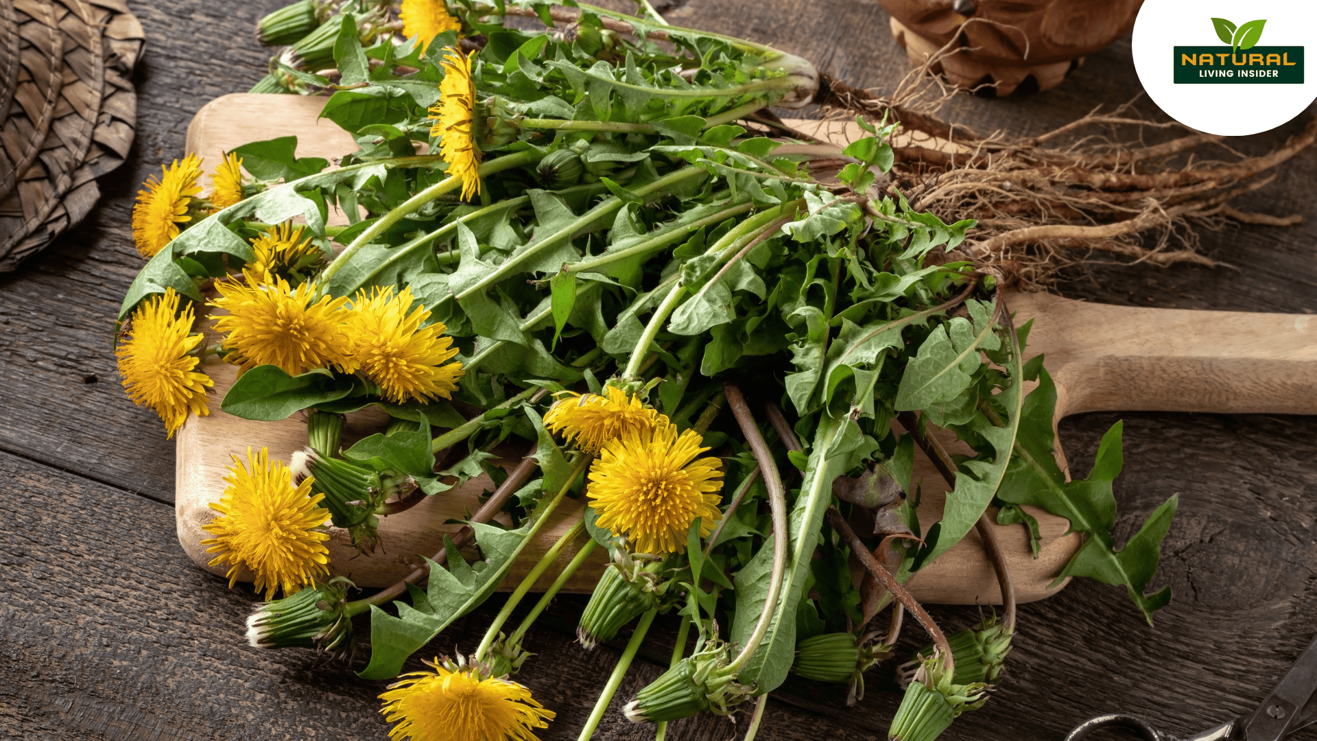 Fresh dandelions being cut on a wooden board, showcasing their culinary and medicinal significance as an ancient herb.