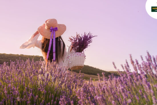 A bottle of elegance lavender oil surrounded by fresh lavender, highlighting its benefits for hair and skin in daily wellness.