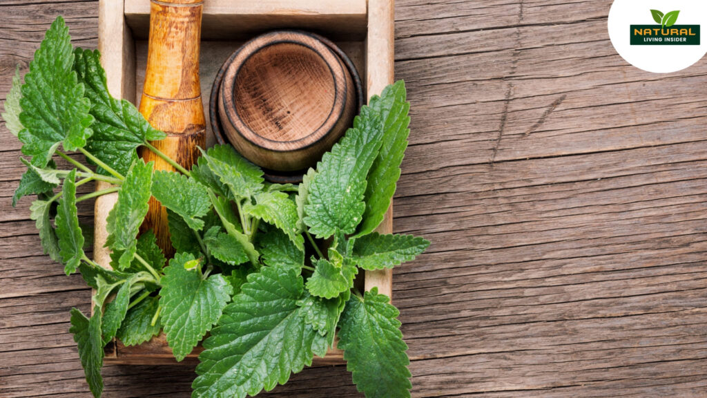 The Lemon Balm herb are placed in a wooden bowl, and a wooden spoon is also placed alongside it.