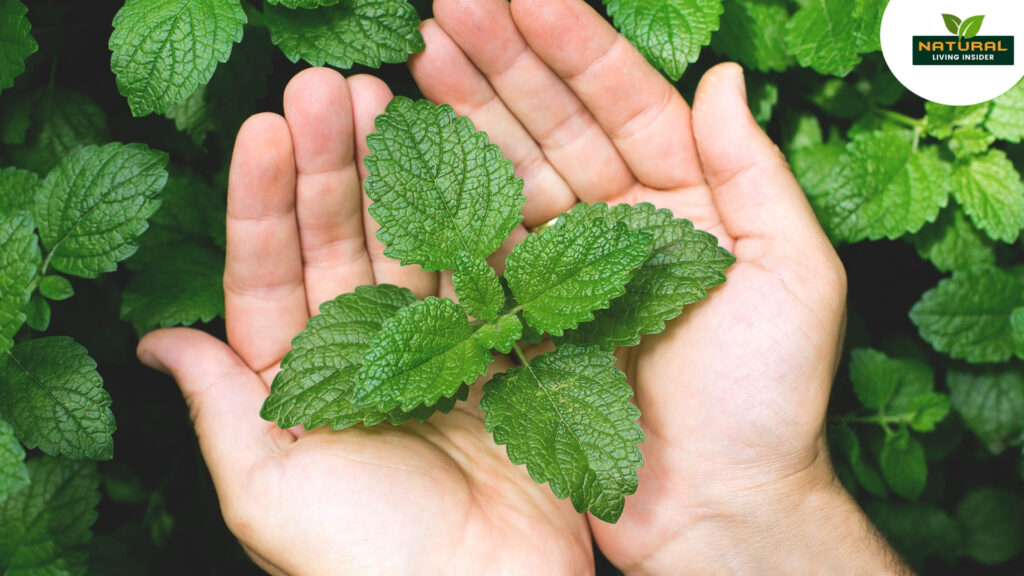 A person gently holds a fresh mint leaf, embodying the essence of nature's refreshing aroma and vibrant green color.