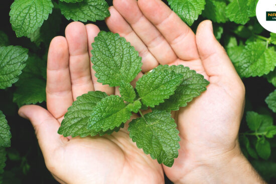 A person gently holds a fresh mint leaf, embodying the essence of nature's refreshing aroma and vibrant green color.