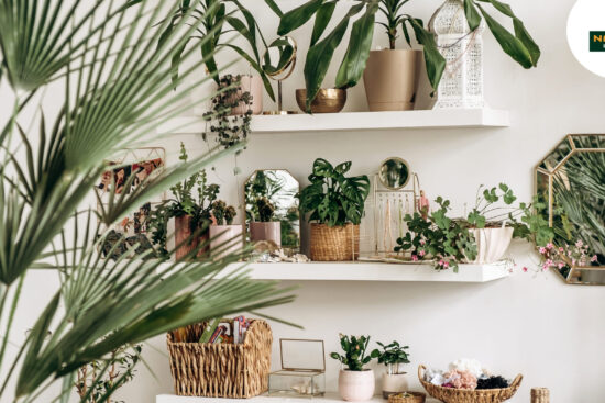 A serene room featuring lush plants and a large mirror, embodying the essence of an indoor jungle for wellness.