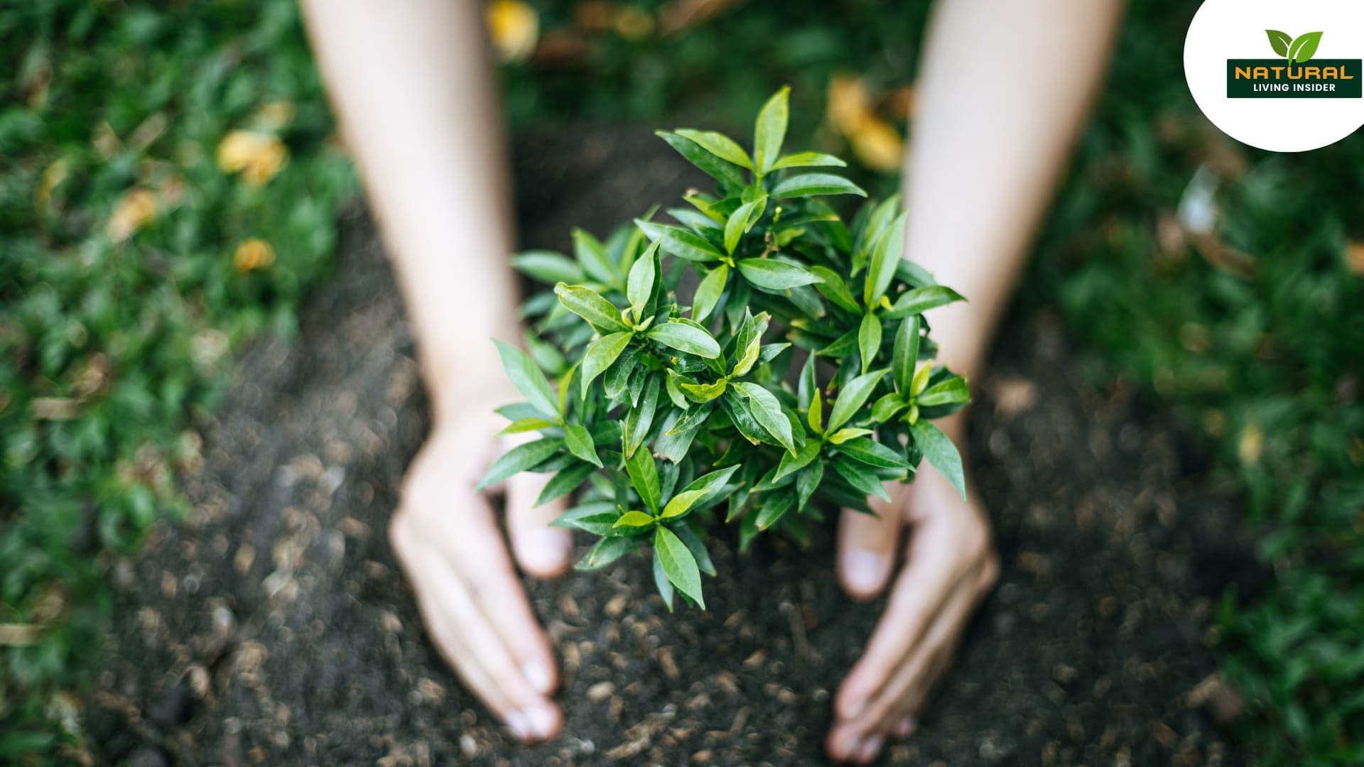 Sustainable Gardening Tips to Create an Eco-Friendly Outdoor Space.