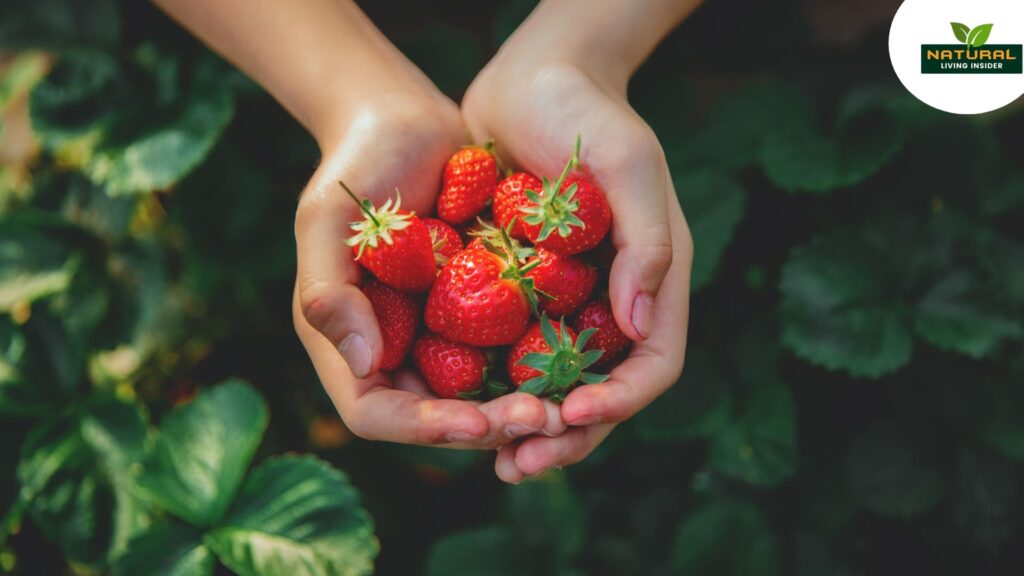 Two hands gently holding fresh and sweet strawberries and show Nutritious Journey.