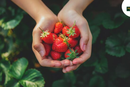 Two hands gently holding fresh and sweet strawberries and show Nutritious Journey.