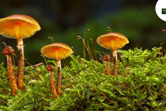 Three medicinal mushrooms on lush moss.