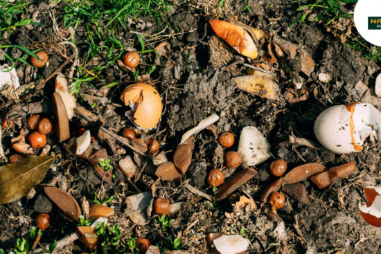 Eggshell Hacks Boost Your Garden Naturally