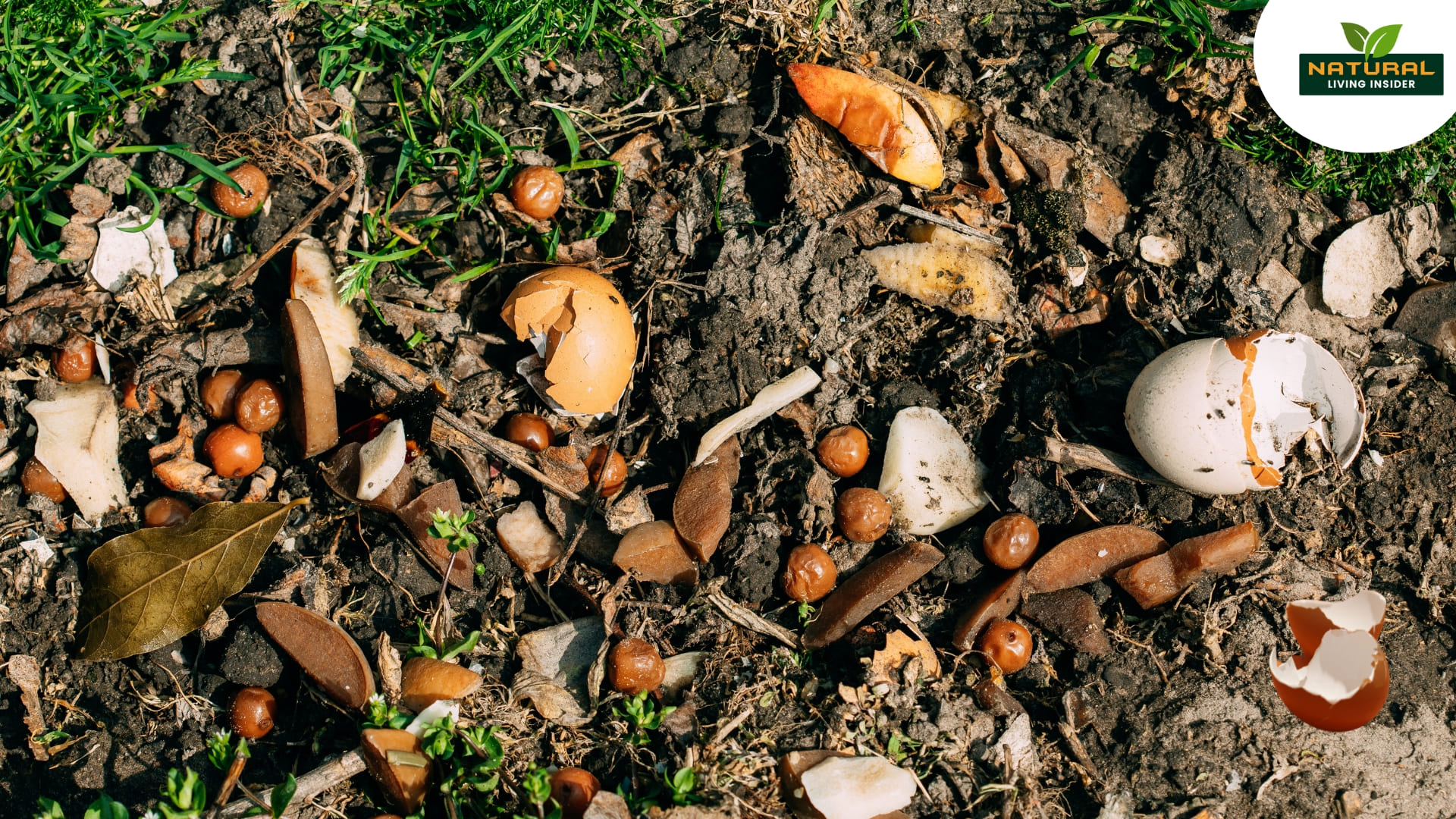 Eggshell Hacks Boost Your Garden Naturally