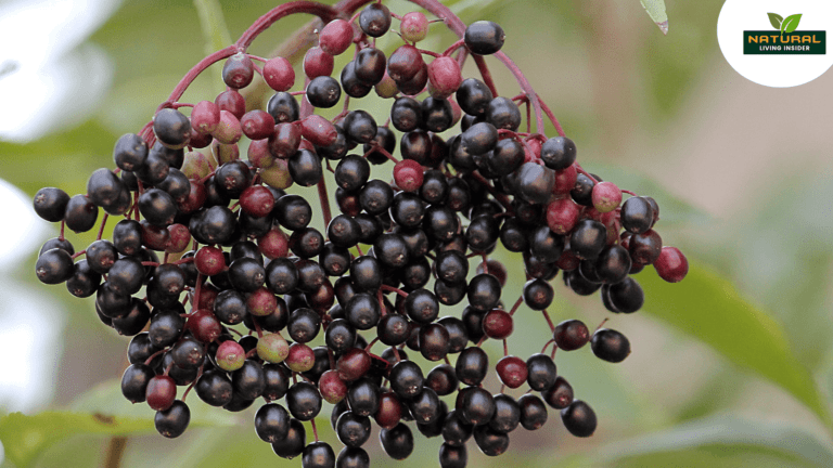 Elderberry Nature’s Powerful Remedy for Immunity and Skin Health