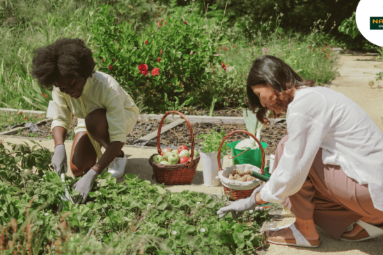 The Art of Homesteading Embracing Self-Sufficiency