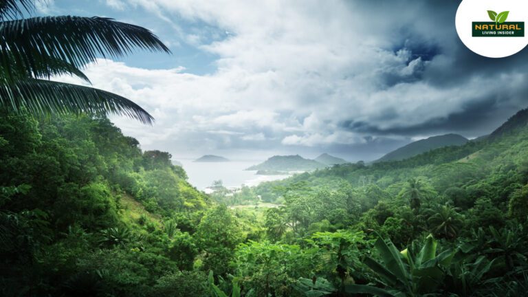 Nature’s Power: The Key to Restful Sleep and Vibrant Health