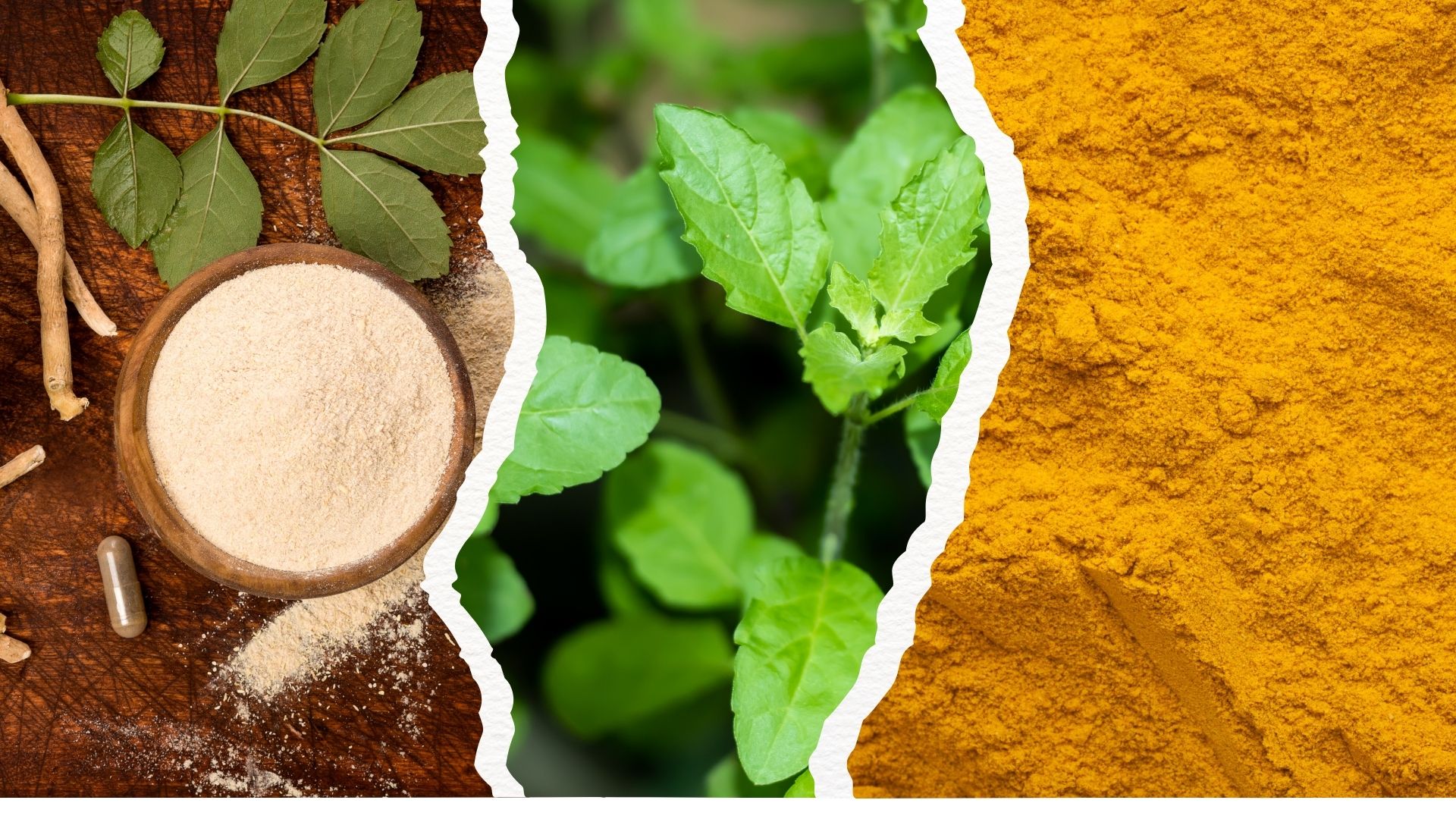 3 Indian Herbs That Can Replace Your Medicines