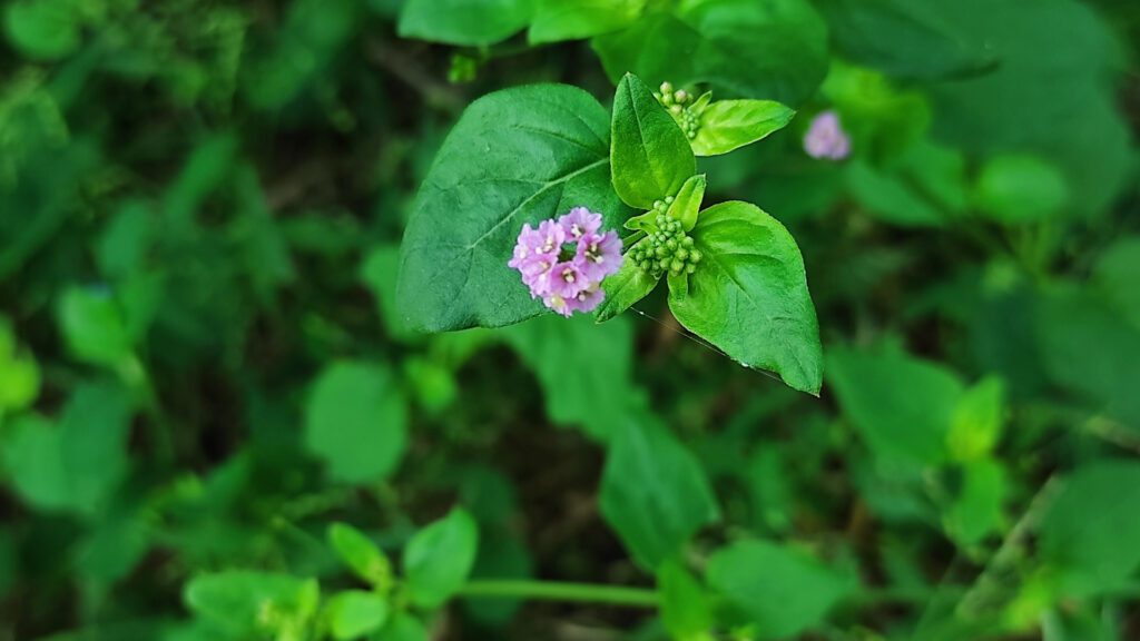 Ayurvedic Doctors Swear by This Herb—But Nobody Talks About It (1)