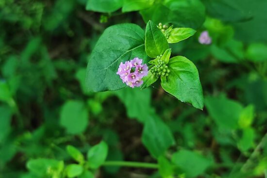 Ayurvedic Doctors Swear by This Herb—But Nobody Talks About It (1)