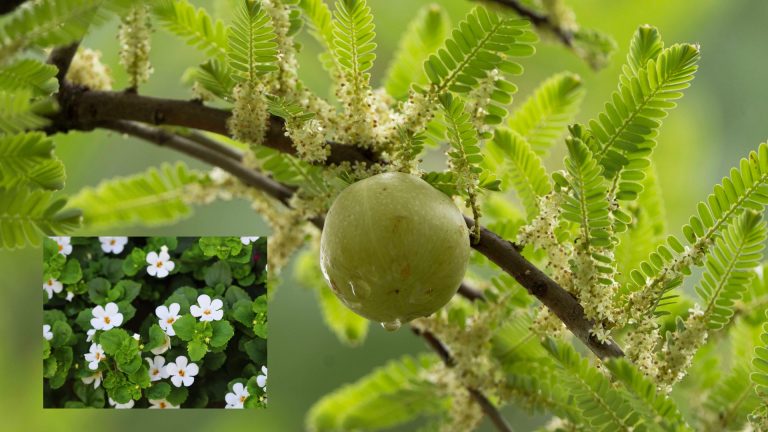 What Happens When You Mix Amla and Brahmi Together