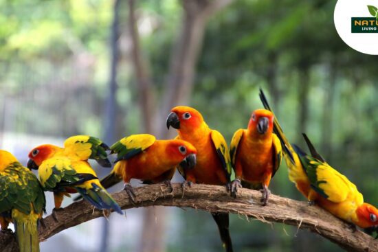 Why is listening to bird songs good for you