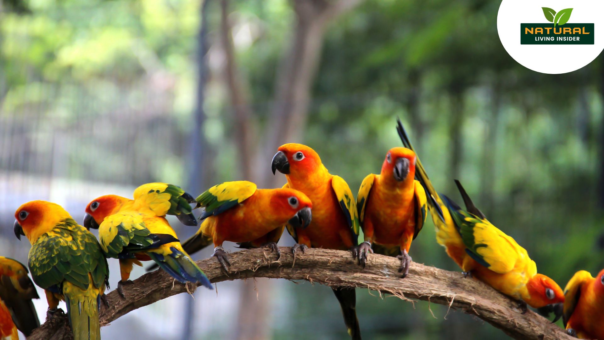 Why is listening to bird songs good for you