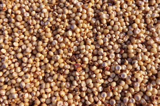 This Tiny Seed Has More Protein Than You’d Expect—Meet Hemp-min