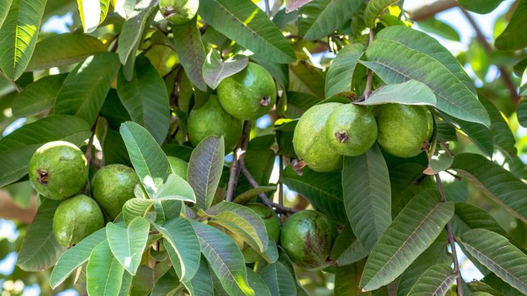 Health Benefits of Guava Fruit and Leaves-min