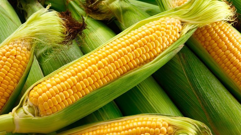 How Healthy is Sweet Corn Benefits, Nutrition, and Tips-min