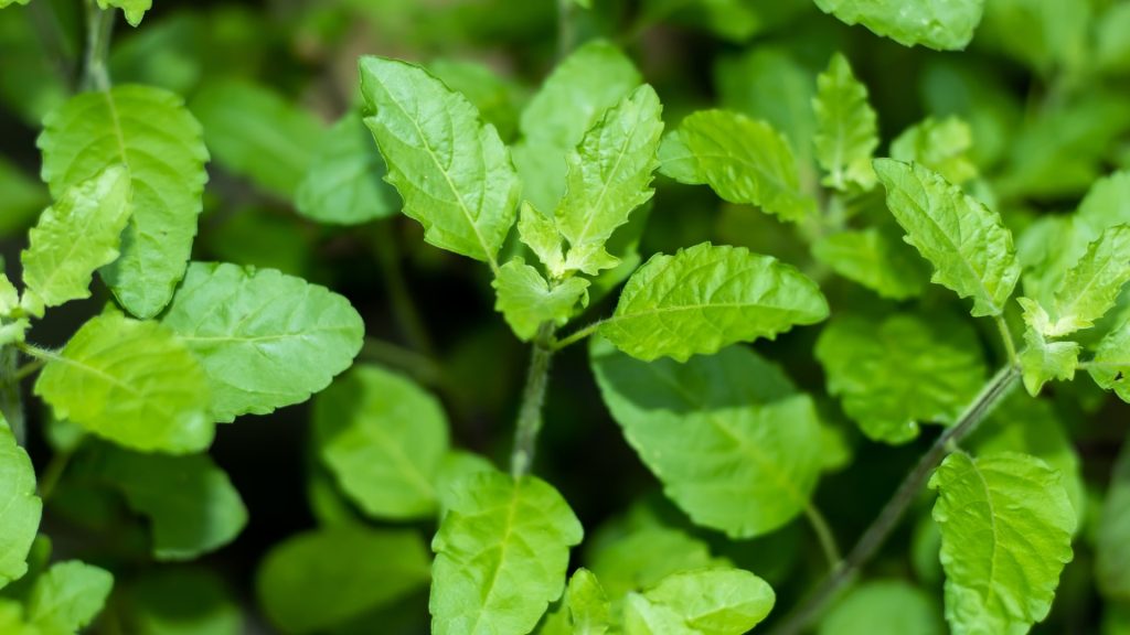 What Are the Benefits of Eating 5 Tulsi Leaves Daily-min