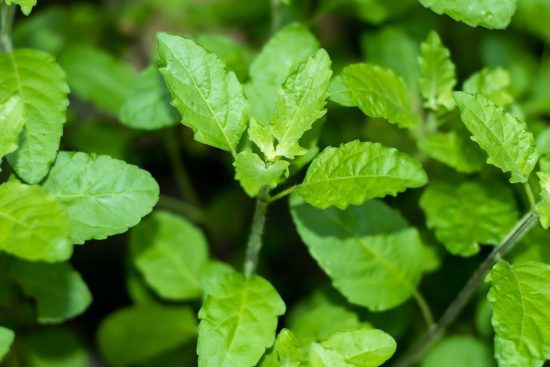 What Are the Benefits of Eating 5 Tulsi Leaves Daily-min