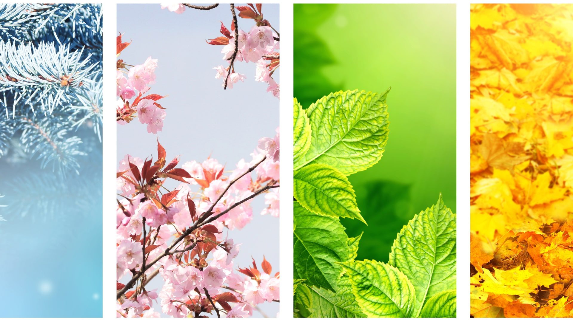 Seasonal Wellness Guides: Adapting Lifestyle to Seasons