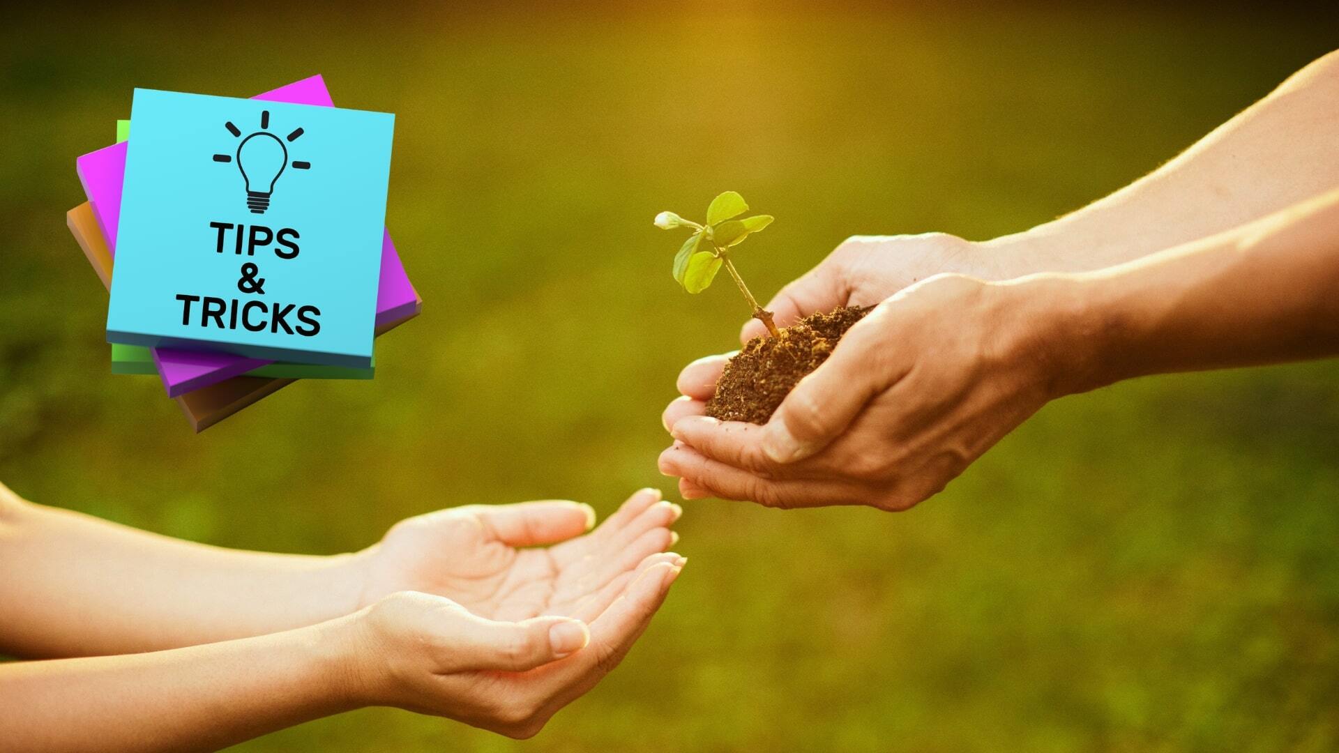 Daily Rituals for a Stress-Free Natural Life | Natural Living Tips